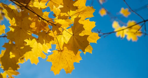 Herbst Hintergrund Mit Goldenem Ahornblatt Selektive Focus Nature — Stockfoto