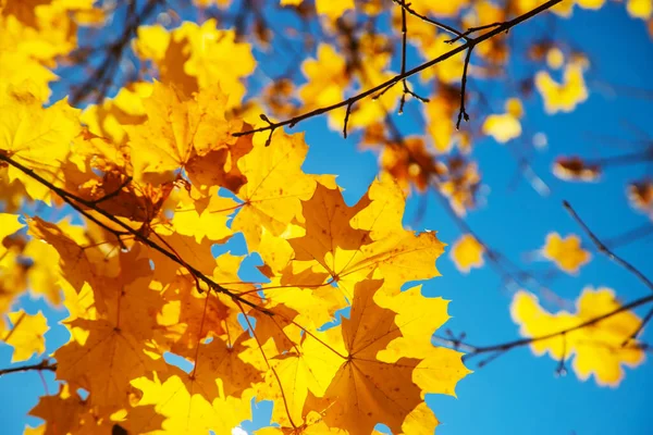 Herbst Hintergrund Mit Goldenem Ahornblatt Selektive Focus Nature — Stockfoto