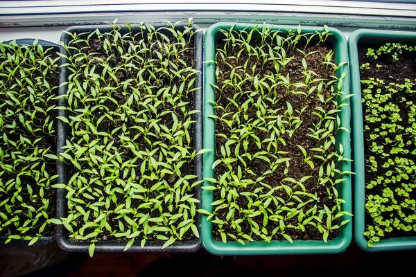 Macro Pepper Seedlings Ready Plant Selectiv Focus Nature — Stock Photo, Image