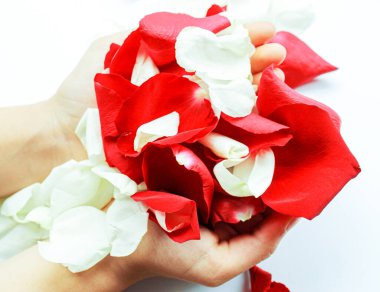 Kırmızı ve beyaz güller. Aşıkların ellerinde kırmızı gül. seçici odaklanma doğası