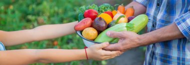 Bahçedeki çocuğun ve babanın ellerinde sebzeler. Seçici odaklanma. Yemek