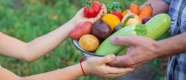 Bahçedeki çocuğun ve babanın ellerinde sebzeler. Seçici odaklanma. Yemek