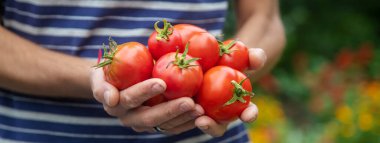 Bir adamın ellerinde domates hasadı. Seçici odaklanma. Doğa.