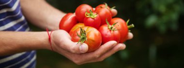 Bir adamın ellerinde domates hasadı. Seçici odaklanma. Doğa.