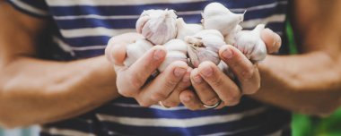 Sarımsak hasadı bir adamın ellerinde. Seçici odaklanma. Doğa.