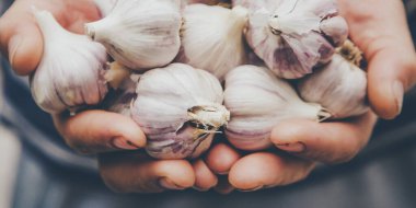 Sarımsak hasadı bir adamın ellerinde. Seçici odaklanma. Doğa.