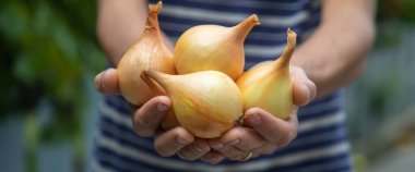 harvest of onions in the hands of a man. Selective focus.Nature clipart