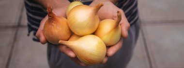 Bir adamın ellerinde soğan hasadı. Seçici odaklanma. Doğa.
