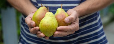 Armut hasadı bir adamın ellerinde. Seçici odaklanma. Doğa.