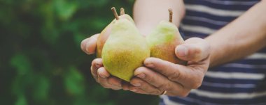 Armut hasadı bir adamın ellerinde. Seçici odaklanma. Doğa.