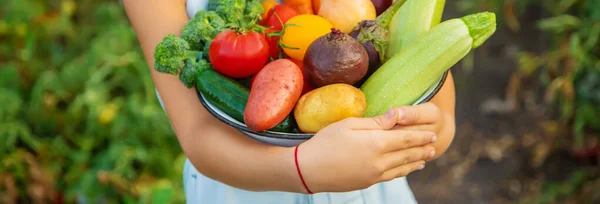 Las Verduras Las Manos Del Niño Padre Jardín Focus Food — Foto de Stock