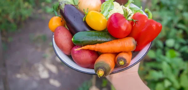 Harvest Home Grown Vegetables Garden Selective Focus Food — Stock Photo, Image