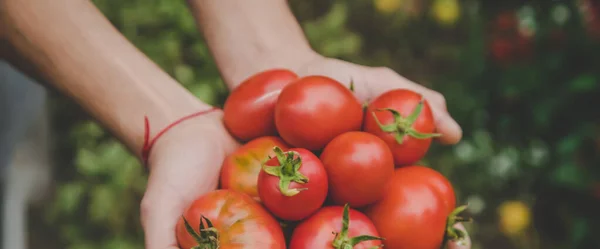 Żniwa Pomidorów Rękach Człowieka Skupienie Selektywne Charakter — Zdjęcie stockowe