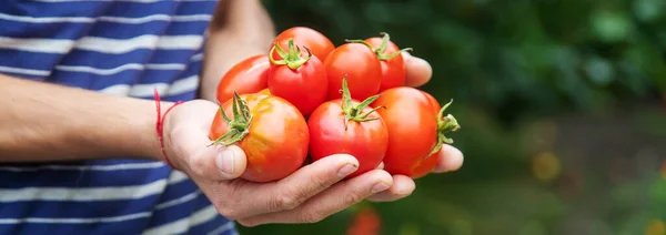 Żniwa Pomidorów Rękach Człowieka Skupienie Selektywne Charakter — Zdjęcie stockowe