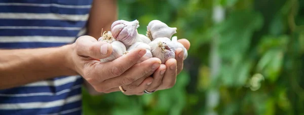 Sarımsak hasadı bir adamın ellerinde. Seçici odaklanma. Doğa.
