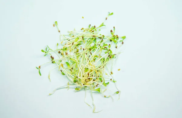 아루 굴라 의 마이크로 녹색 싹은 흰 배경에 분리 된다. 선택적 초점. — 스톡 사진