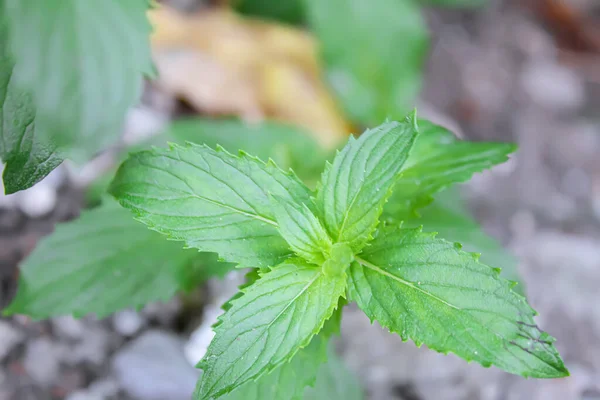 Verdure Fresche Fatte Casa Dal Giardino Concentrazione Selettiva Natura — Foto Stock