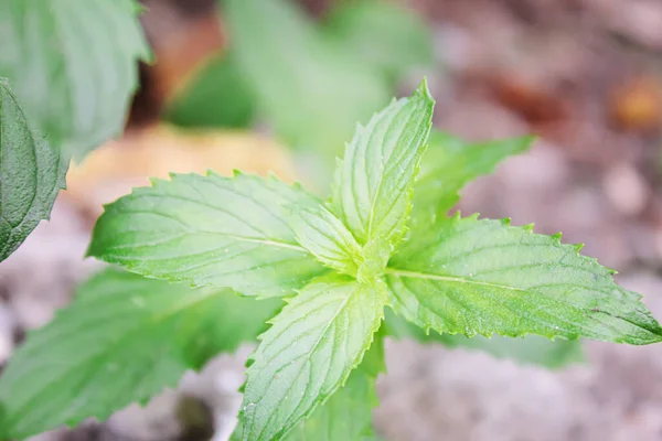 Verdure Fresche Fatte Casa Dal Giardino Concentrazione Selettiva Natura — Foto Stock