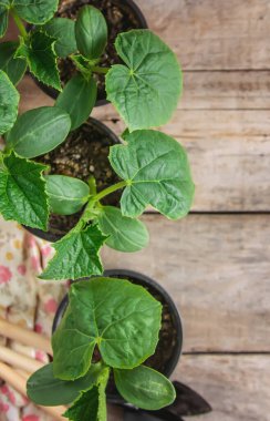 Saksıda salatalık tohumları. Seçici odaklanma. Doğa.