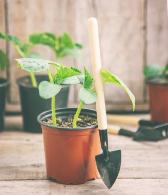 Saksıda salatalık tohumları. Seçici odaklanma. Doğa.