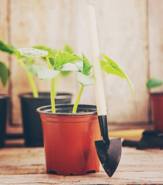 Saksıda salatalık tohumları. Seçici odaklanma. Doğa.