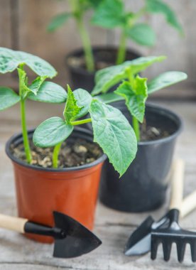 Saksıda salatalık tohumları. Seçici odaklanma. Doğa.