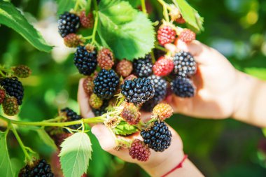 Doğanın arka planındaki bir çocuğun elinde böğürtlen. seçici odaklanma. Yemek