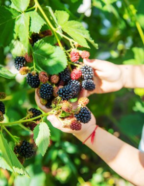 Doğanın arka planındaki bir çocuğun elinde böğürtlen. seçici odaklanma. Yemek