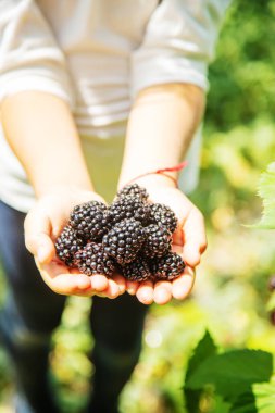 Doğanın arka planındaki bir çocuğun elinde böğürtlen. seçici odaklanma. Yemek