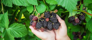 Doğanın arka planındaki bir çocuğun elinde böğürtlen. seçici odaklanma. Yemek