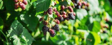 Böğürtlenler bahçede yetişir. Çalı üzerinde olgun ve olgunlaşmamış böğürtlenler. yiyecek