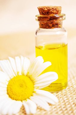 Papatya çayı, küçük bir şişe içinde yağmalama. Seçici odaklanma. Doğa 