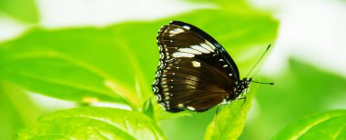 Büyük tropikal kelebek çiçekli yeşil çimlerin üzerinde oturur. seçici odaklanma. Hayvanlar