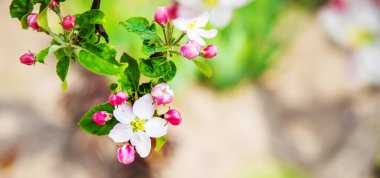 Bahçede çiçek açan ağaç. Seçici odaklanma doğası.