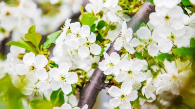 Bahçede çiçek açan ağaç. Seçici odaklanma doğası.