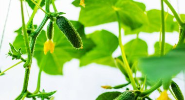 Serada salatalık yetiştirmek. Seçici odak.