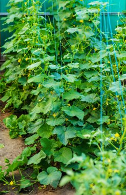 Serada büyüyen genç bitkilerin sıraları