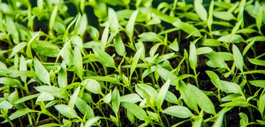 Biber tohumları ekilmeye hazır. Seçici odaklanma.