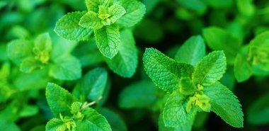 Bir serada nane yetiştiriyorum. seçici odak