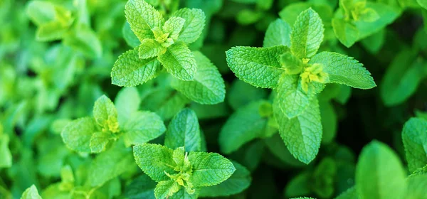 Bir serada nane yetiştiriyorum. seçici odak