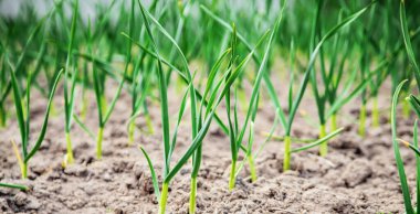 Bahçeye sarımsak ekiyorum. Seçici odaklanma. Doğa