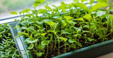 Pencere pervazına patlıcan yerleştiriyorum. Seçici odaklanma. Doğa