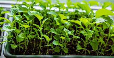 Pencere pervazına patlıcan yerleştiriyorum. Seçici odaklanma. Doğa