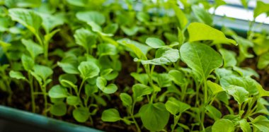 Pencere pervazına patlıcan yerleştiriyorum. Seçici odaklanma. Doğa