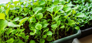 Pencere pervazına patlıcan yerleştiriyorum. Seçici odaklanma. Doğa