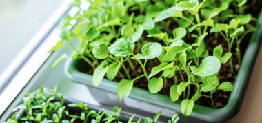 Pencere pervazına patlıcan yerleştiriyorum. Seçici odaklanma. Doğa