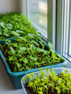 Pencere pervazına patlıcan yerleştiriyorum. Seçici odaklanma. Doğa