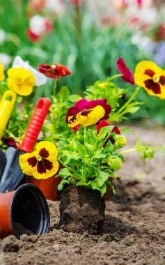 Bahçeye çiçek ekiyorum. Seçici odak Doğa.