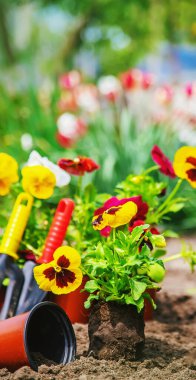 Bahçeye çiçek ekiyorum. Seçici odak Doğa.