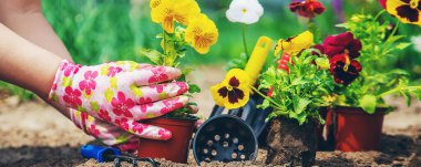 Bahçıvan bahçeye çiçek ekiyor. Seçici odaklanma. Doğa.